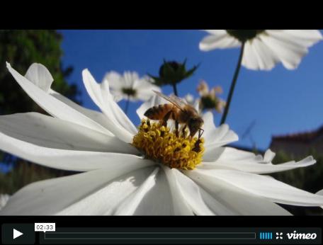 thumbnail - Vanishing of the bees